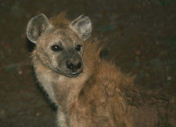 hyena